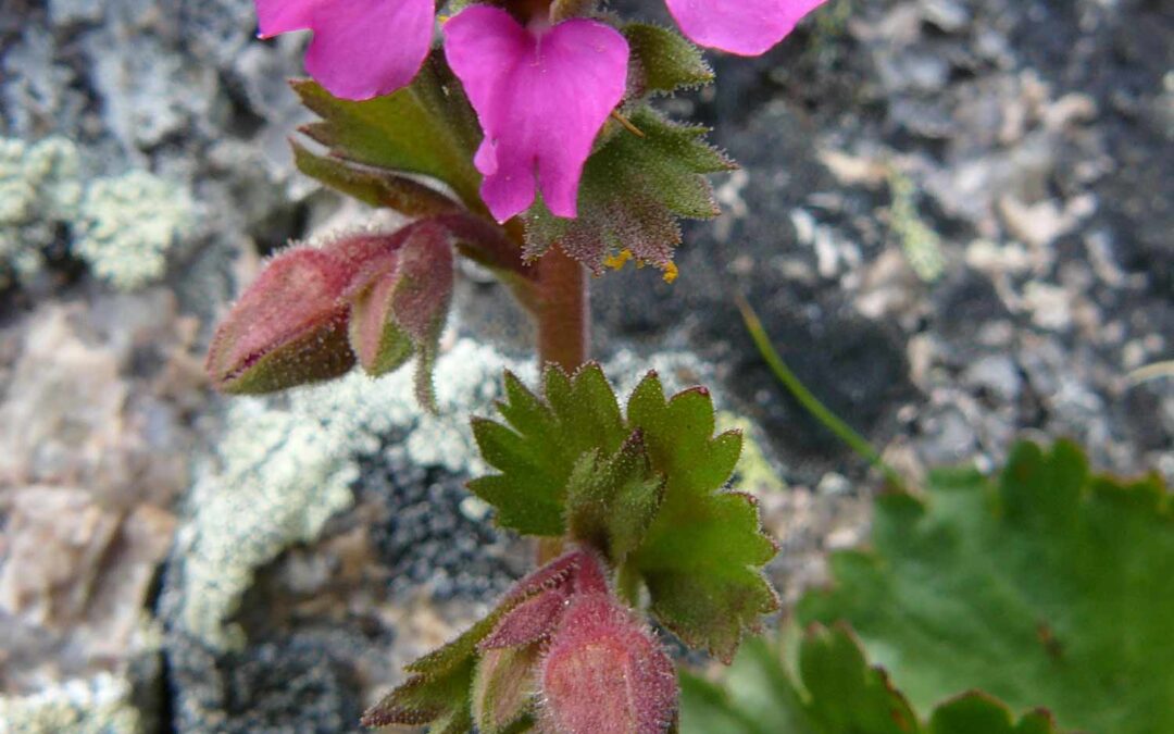 Brookfoam Alumroot (Telesonix jamesii)