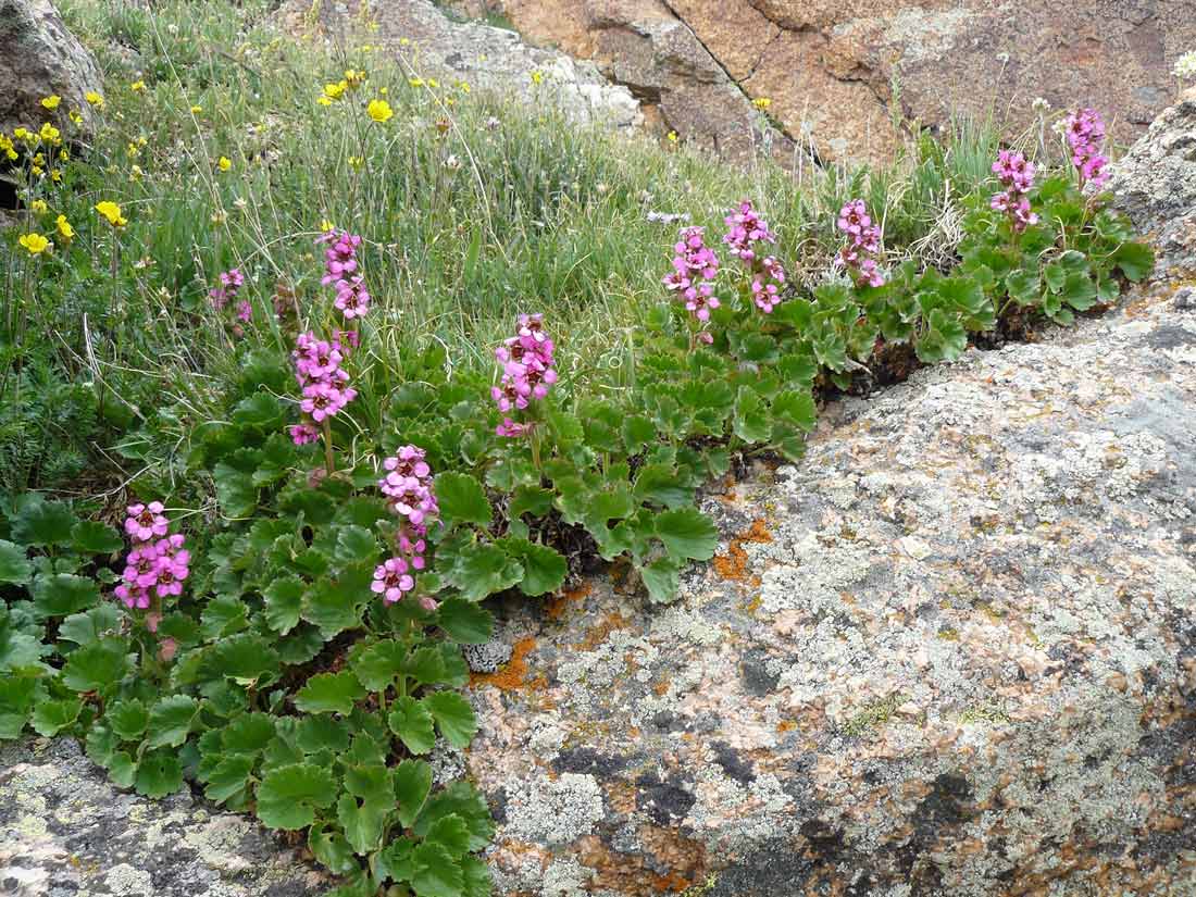 photo of hooker's sandwort plant with little white flowers