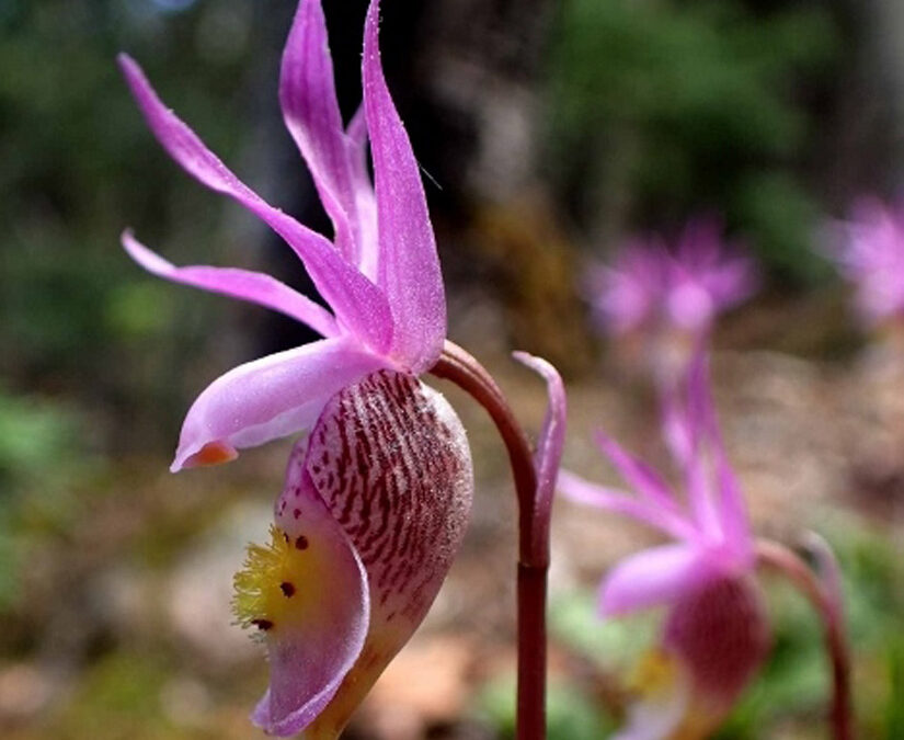 2018 Photo Contest, 3rd Place, Native Plants Category