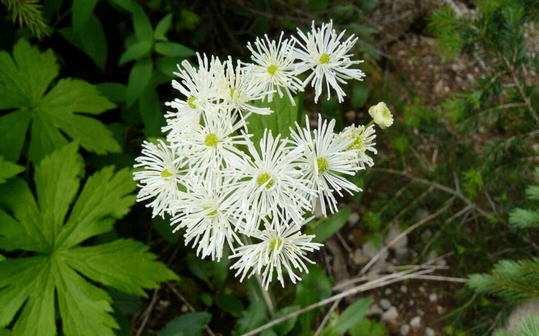 Carolina Bugbane (Trautvetteria caroliniensis)