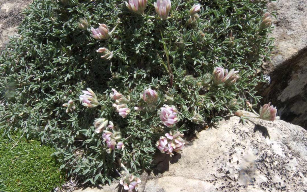 Trifolium andinum Yeatts