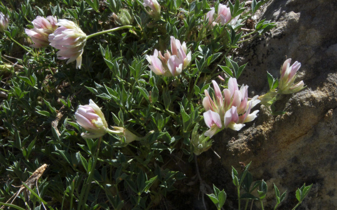 Intermountain Clover (Trifolium andinum)
