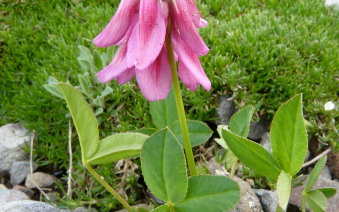 Brandegee’s Clover (Trifolium brandegeei)
