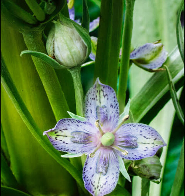 Vicky-Ramakka Frazera speciosa