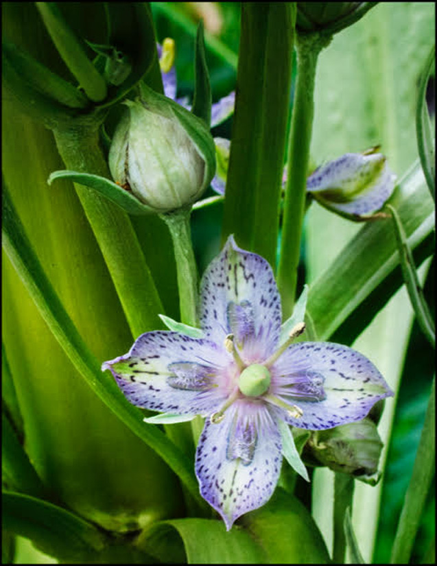 photo of a blue elkweed flower