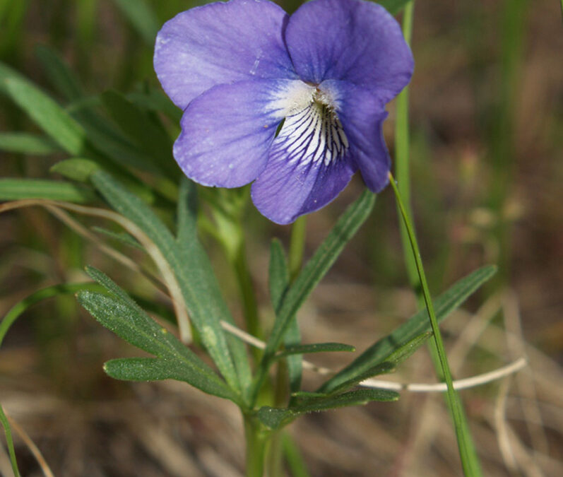 Prairie Violet (Viola pedatifida)