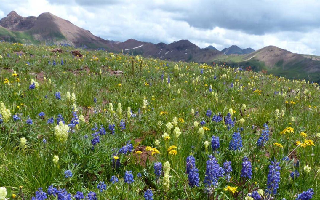 West Elk Mountains