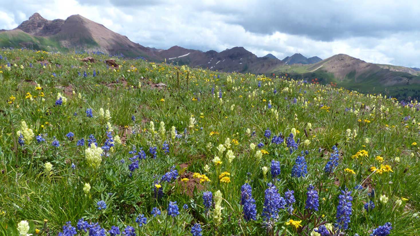 photo of a subalpine meadow full of yellow and blue flowers