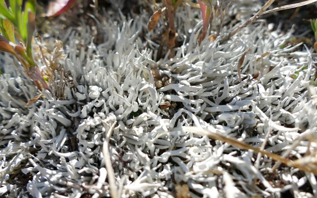 White Worm Lichen (Thamnolia vermicularis)