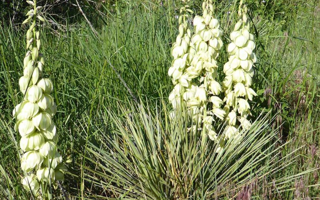 Soapweed (Yucca glauca)