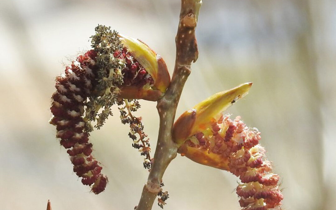 2016 Photo Contest, 2nd Place Native Plant Category