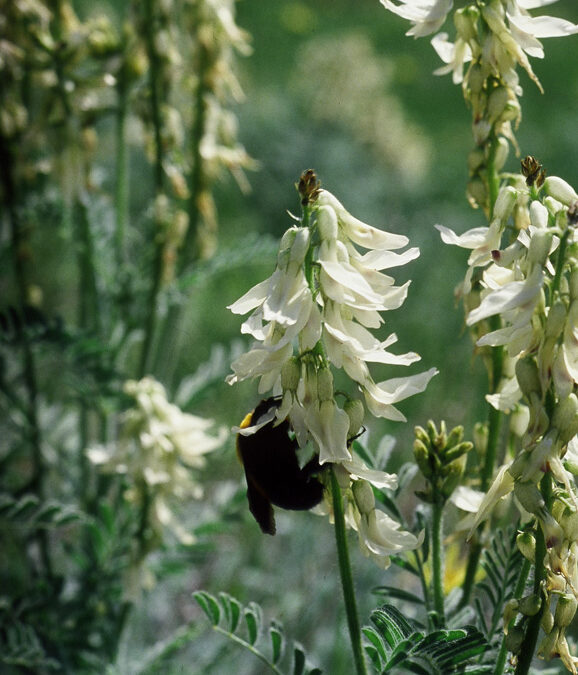 Drummond’s Milkvetch (Astragalus drummondii)