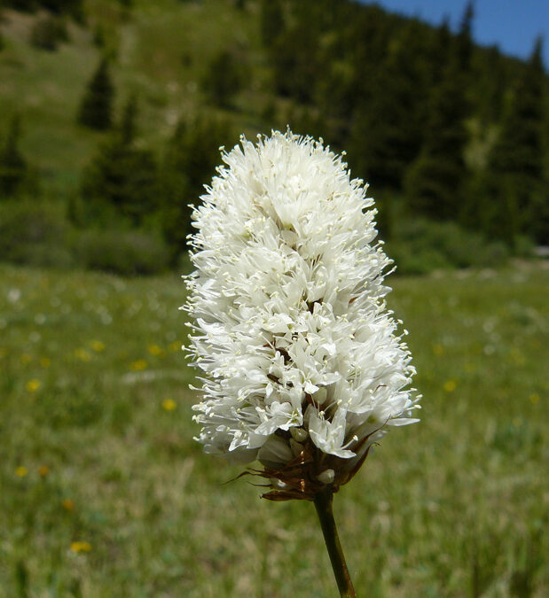 American Bistort (Bistorta bistortoides)