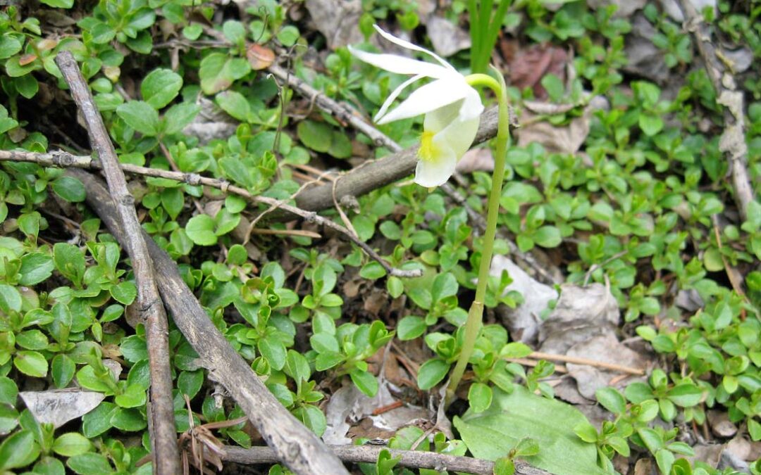 Calypso bulbosa