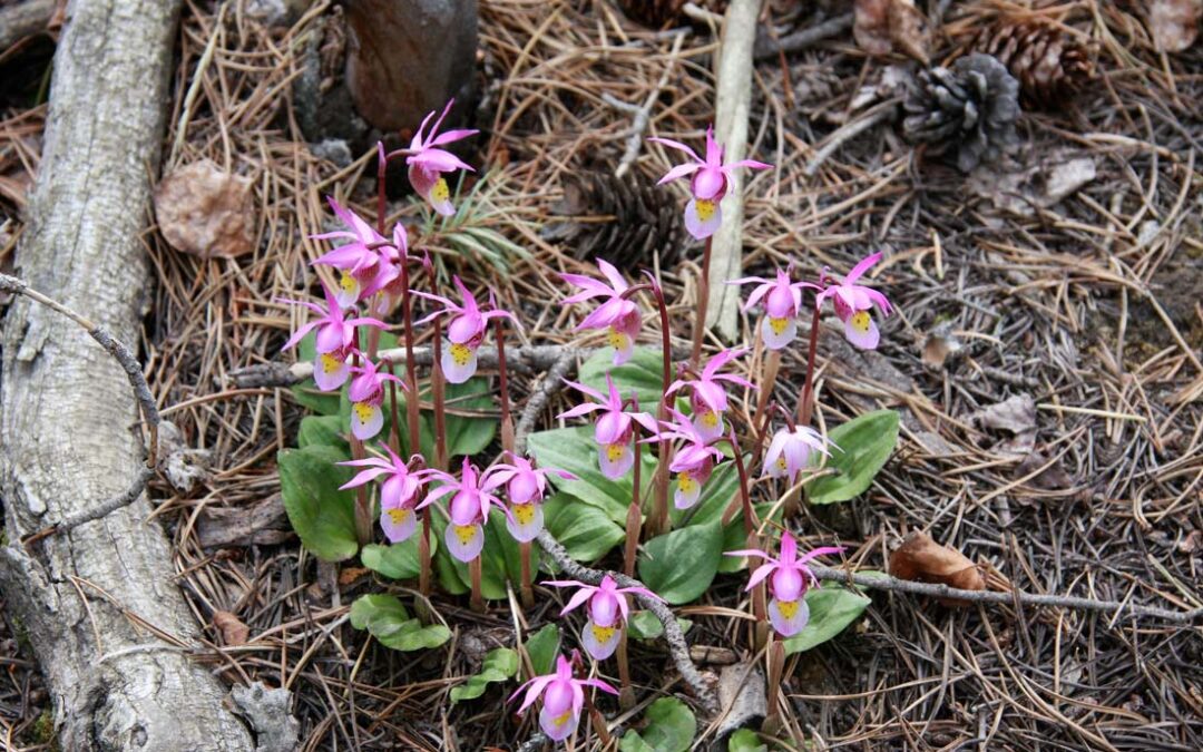 Calypso bulbosa