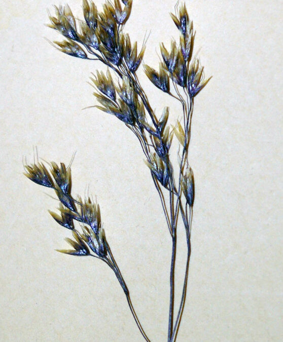 Tufted Hairgrass (Deschampsia cespitosa)