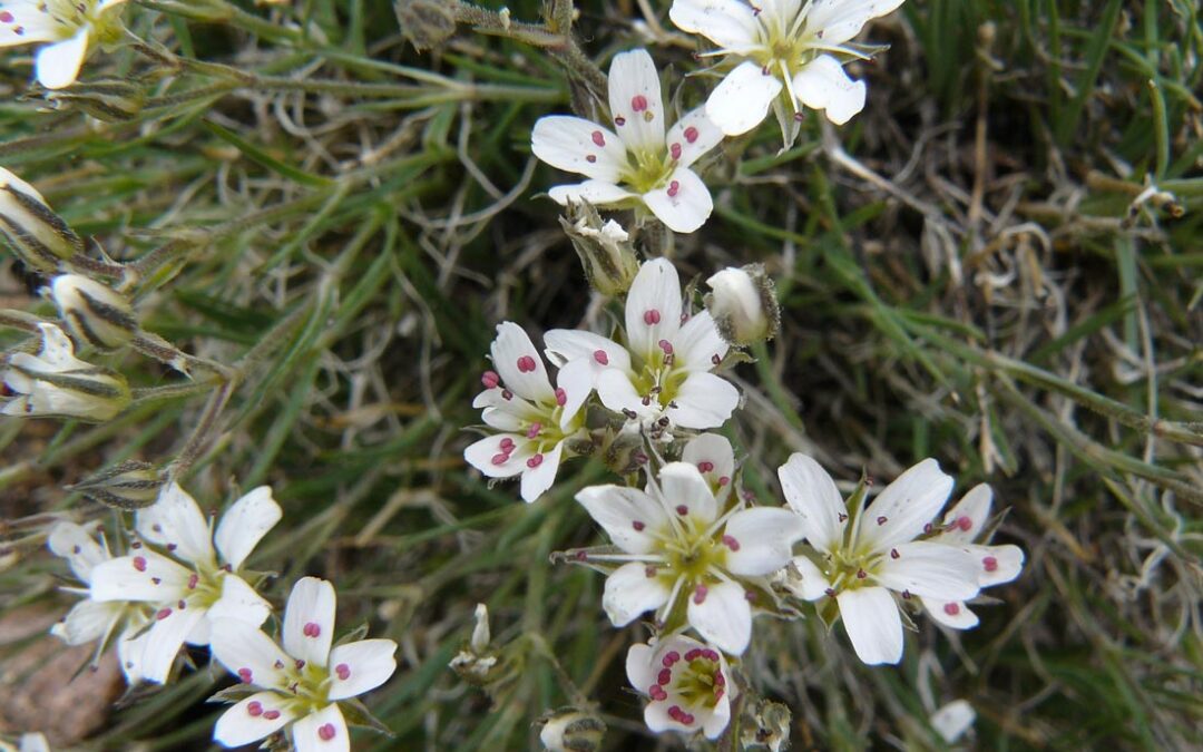 Fendler’s Sandwort (Eremogone fendleri)