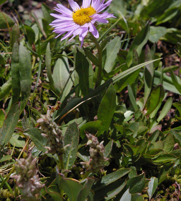 Bear River Daisy (Erigeron ursinus)