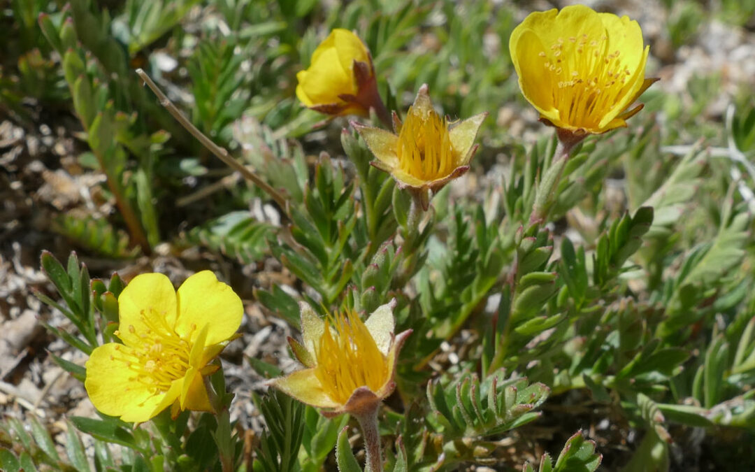 Geum-rossii-var-trubinata-Yeatts