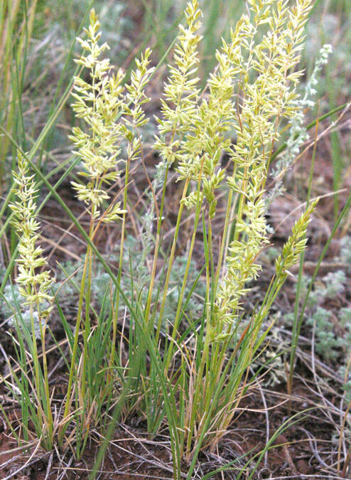 Junegrass (Koeleria macrantha)