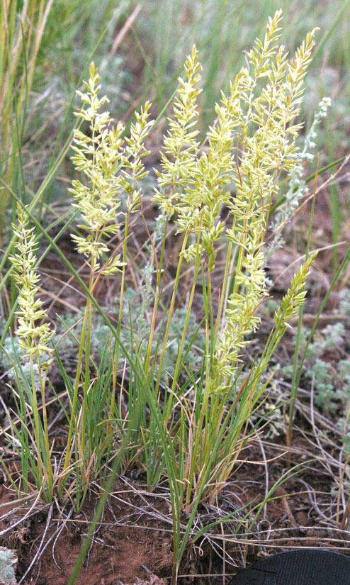 a photo of a clump of Junegrass