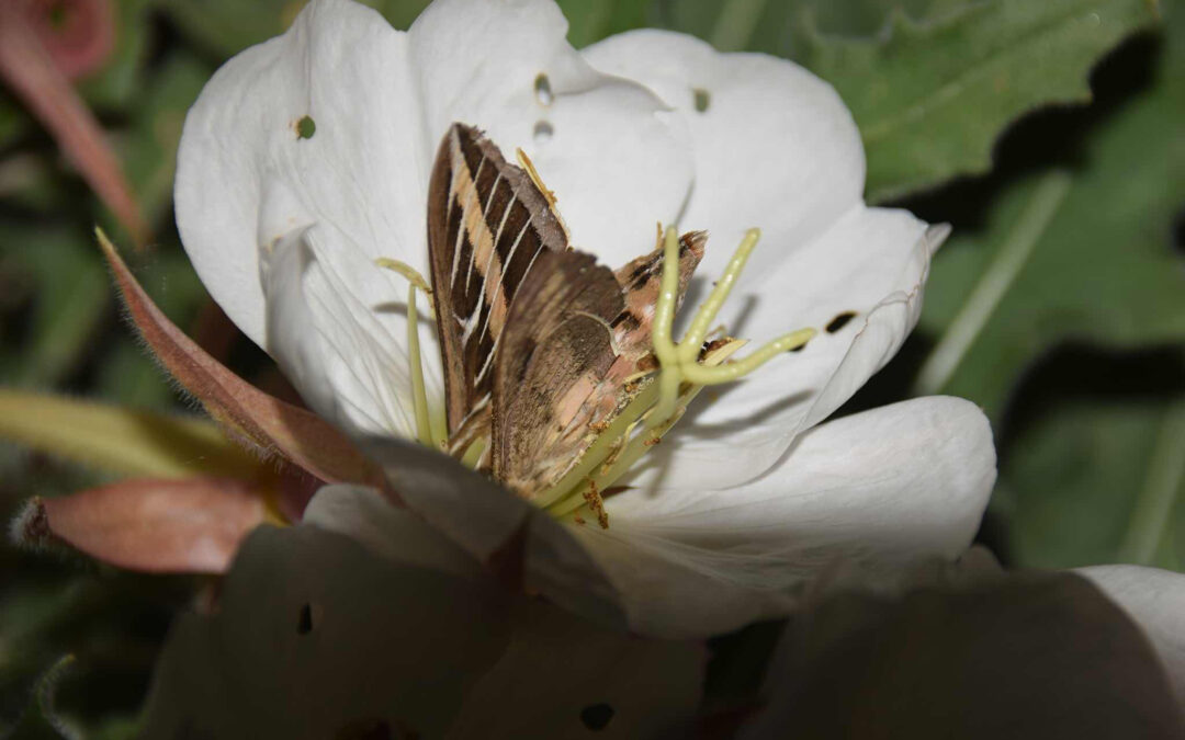 Long-tongued-moth-and-Evening-primrose