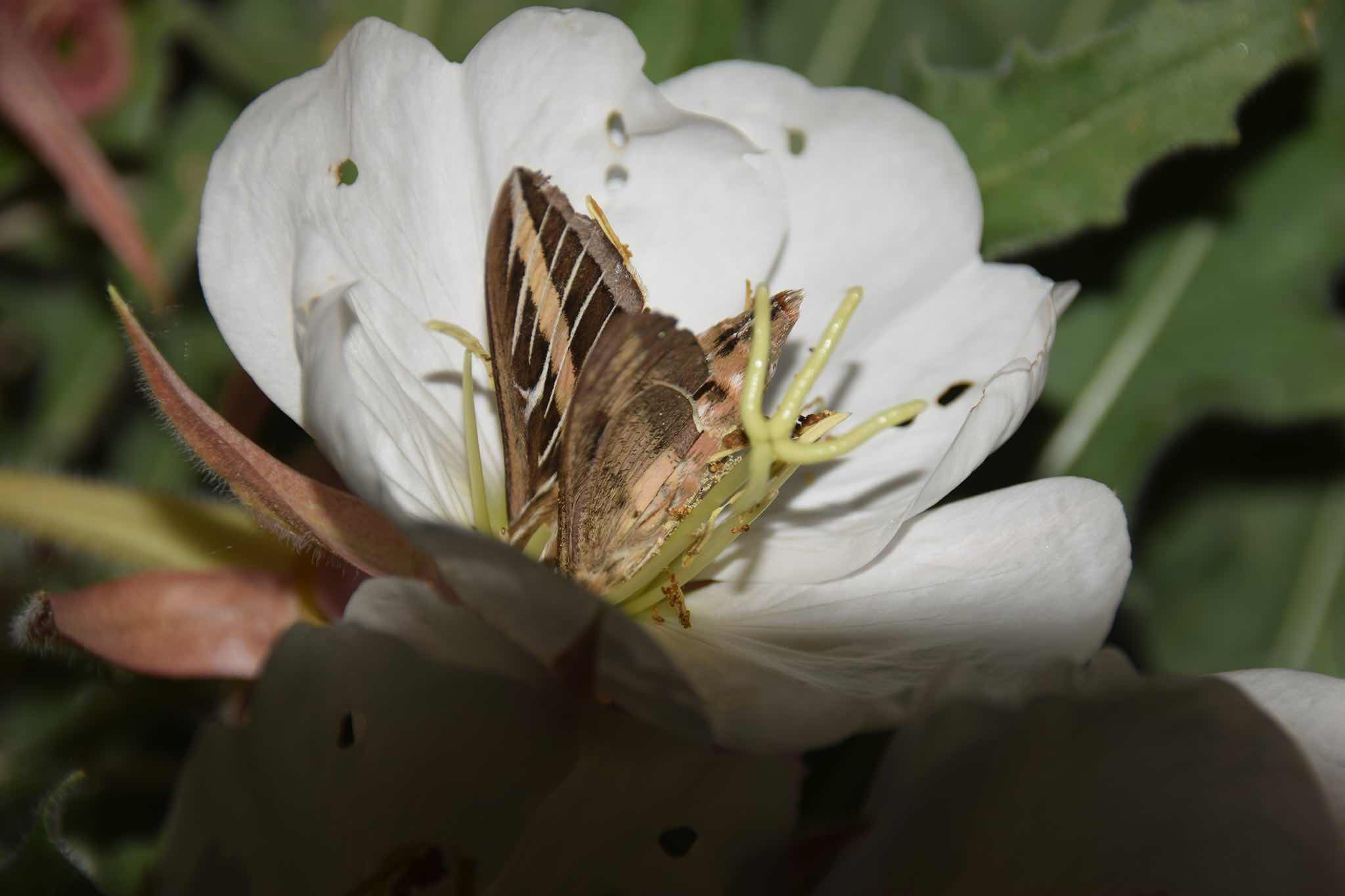 photo of a long tongued moth feedin on an evening primrose flower