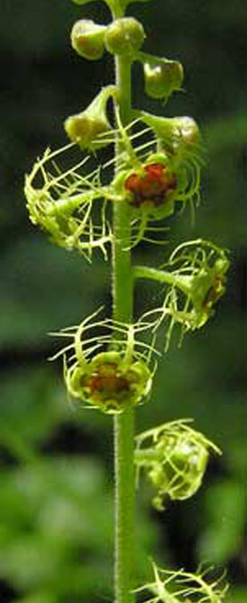 Five-star Miterwort (Mitella pentandra)