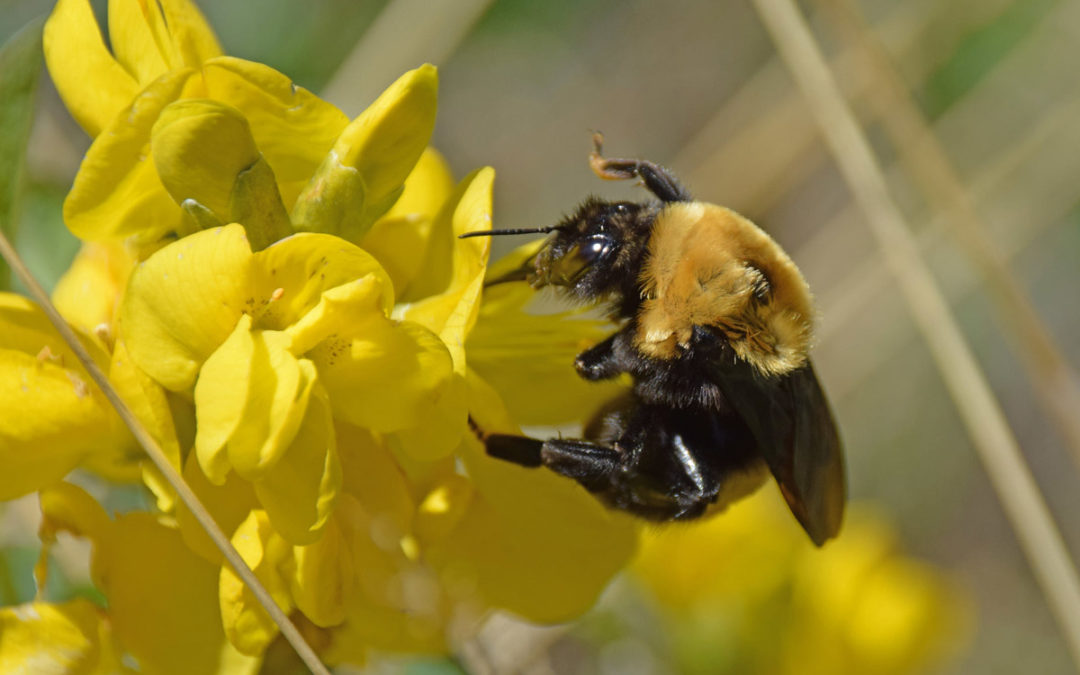 photo of a native bee on a yellow golden banner flower