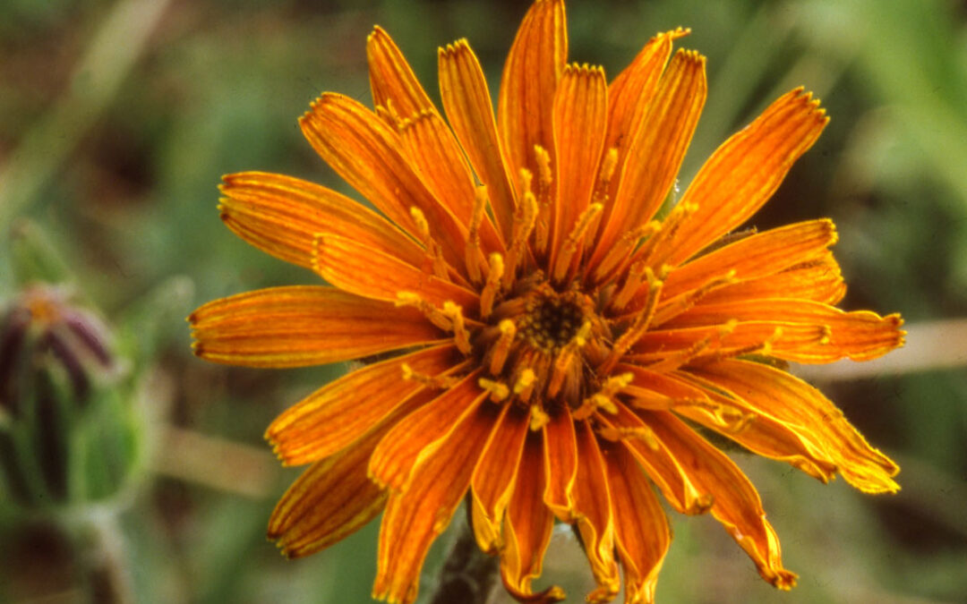 Orange Mountain Dandelion Agoseris aurantiaca