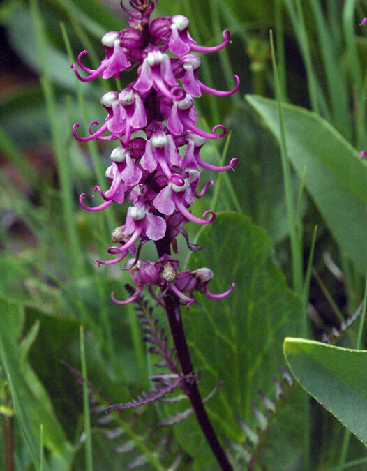 Elephant’s Head Lousewort (Pedicularis groenlandica)