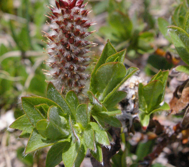 Wolf’s Willow (Salix wolfi)