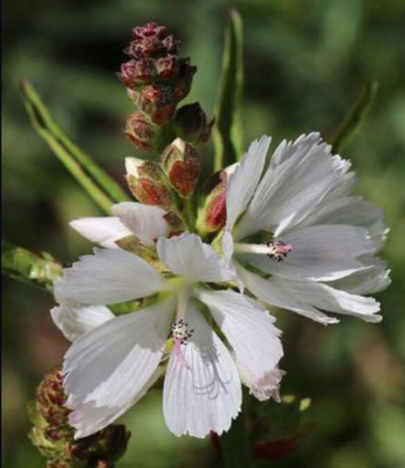 White Checker-bloom (Sidalcea candida)