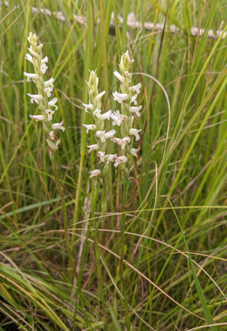 Ute’s Ladies Tresses Orchid (Spiranthes diluvialis)