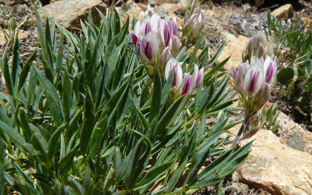 Alpine Clover (Trifolium dasyphyllum)