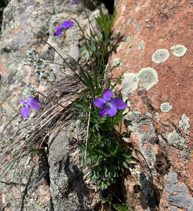 Prairie Violet (Viola pedatifida)