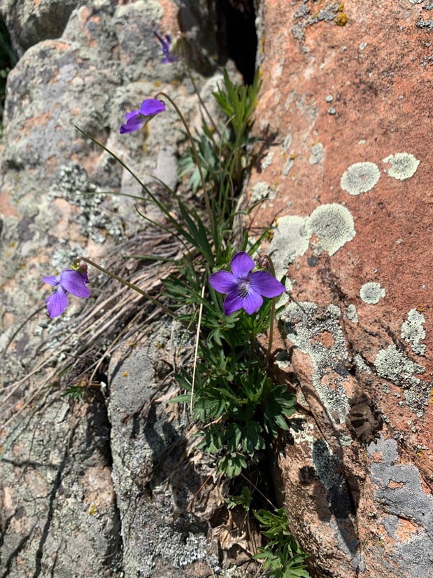 photo of a blue prairie violet in a rock crevice