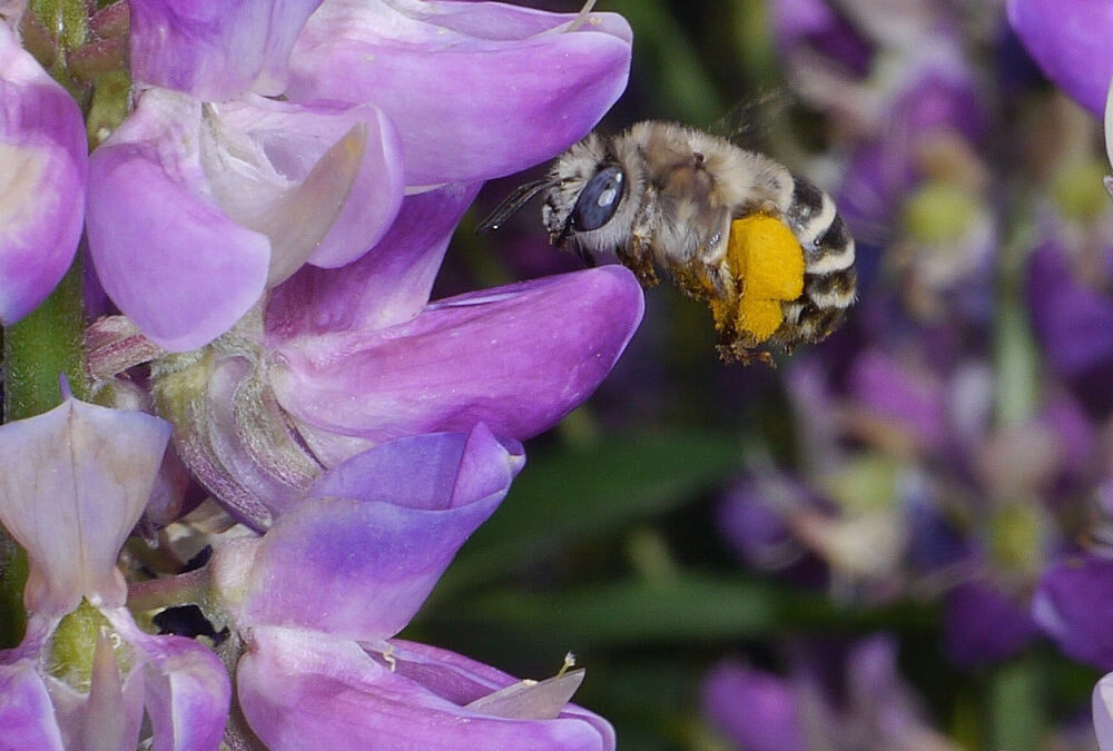 bee-on-lupine-flower