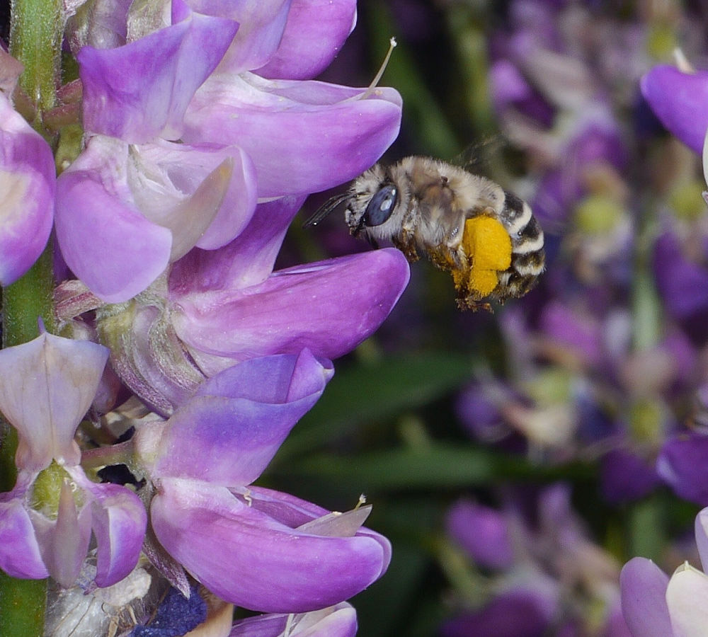 photo of a bee feeding on a penstemon flower
