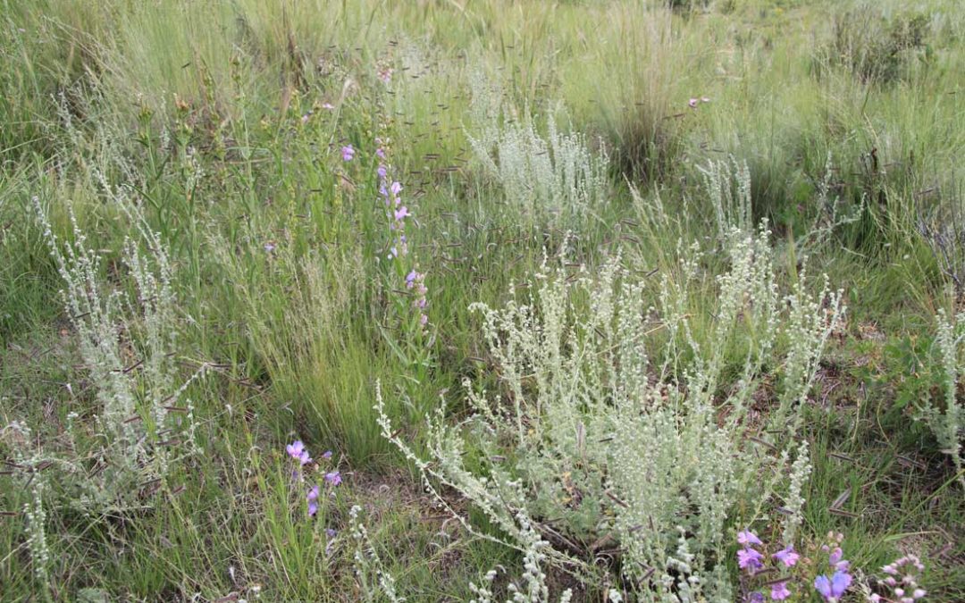 The Artemisia Genus in Colorado