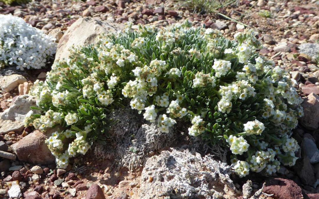 Tufted Cryptantha (Oreocarya caespitosa)