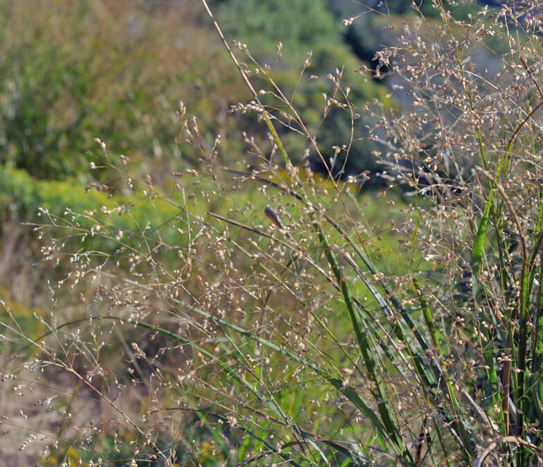 Switchgrass (Panicum virgatum)