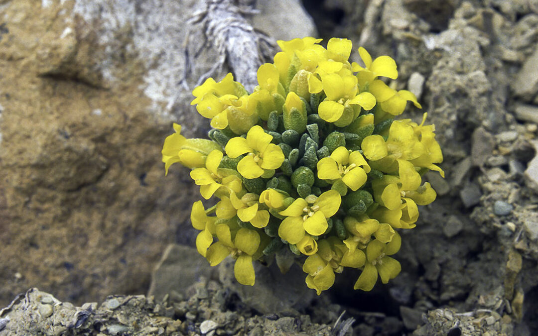 Dudley Bluffs Bladderpod (Physaria congesta)