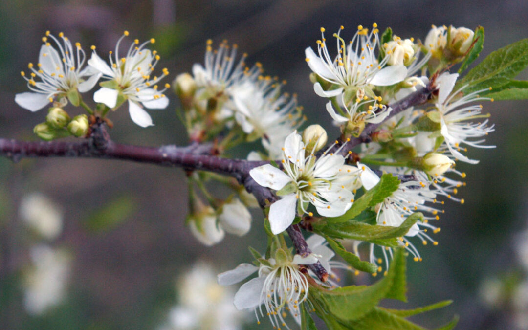 Wild Plum (Prunus americana)