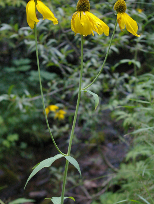 Cut-leaf Coneflower (Rudbeckia lacinata var ampla)