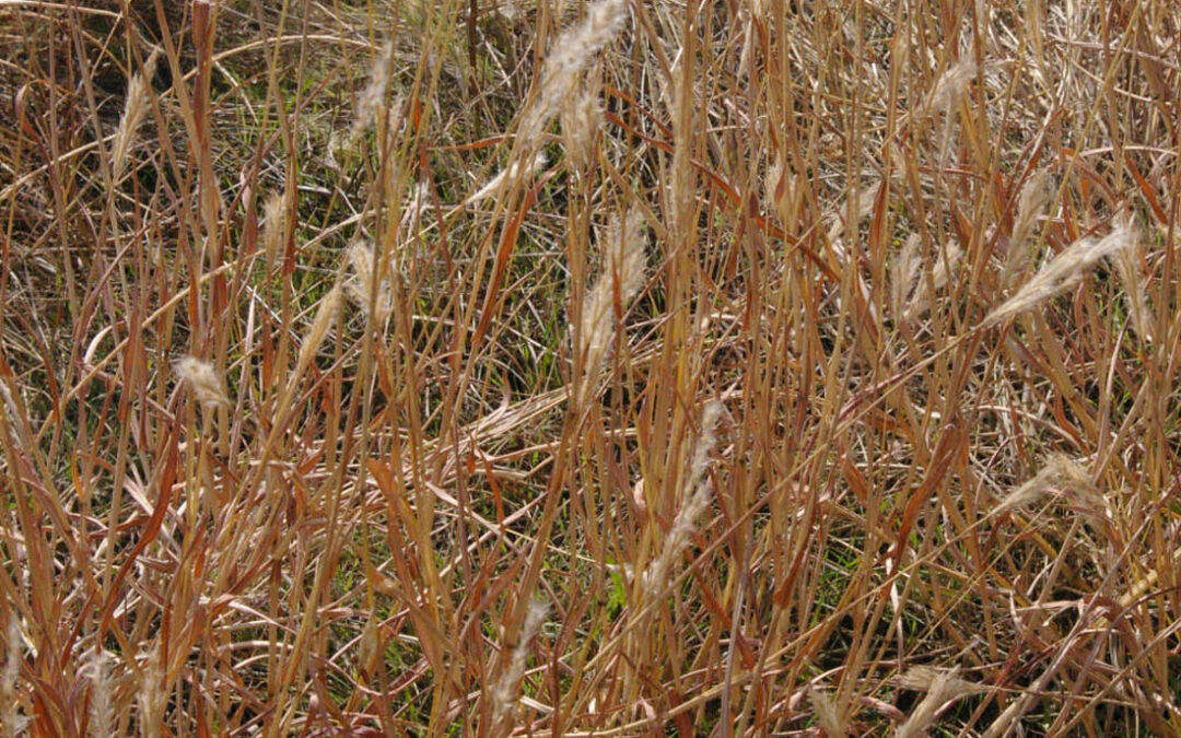 Little Bluestem (Schizachyrium scoparium)