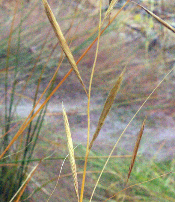 Prairie Cordgrass (Spartina pectinata)