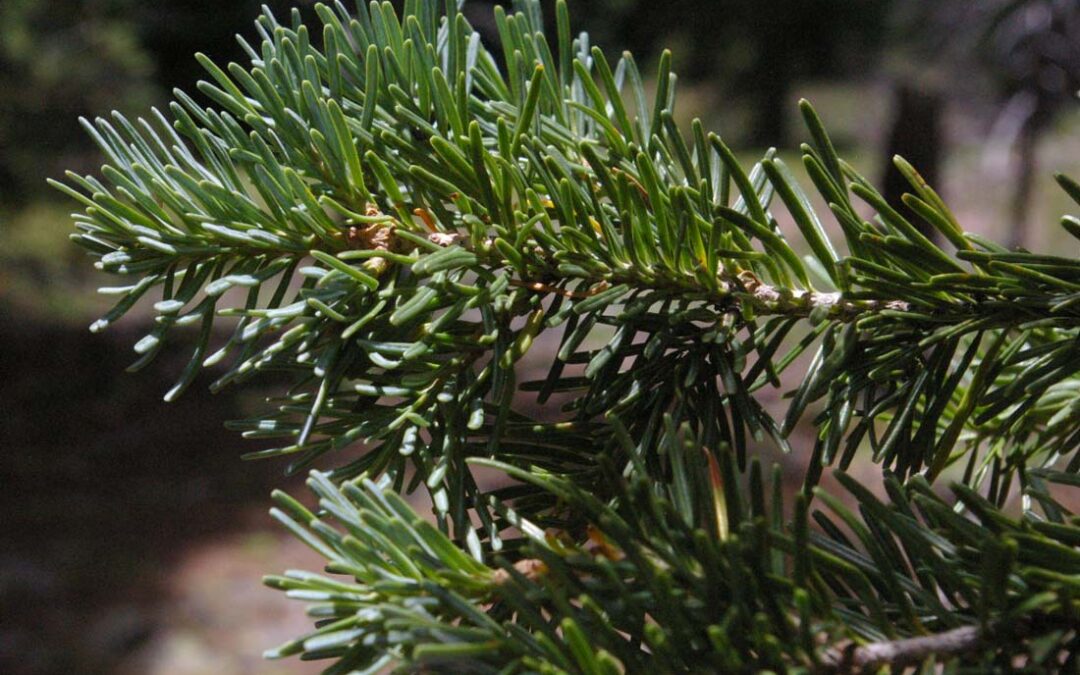 Subalpine Fir (Abies lasiocarpa)