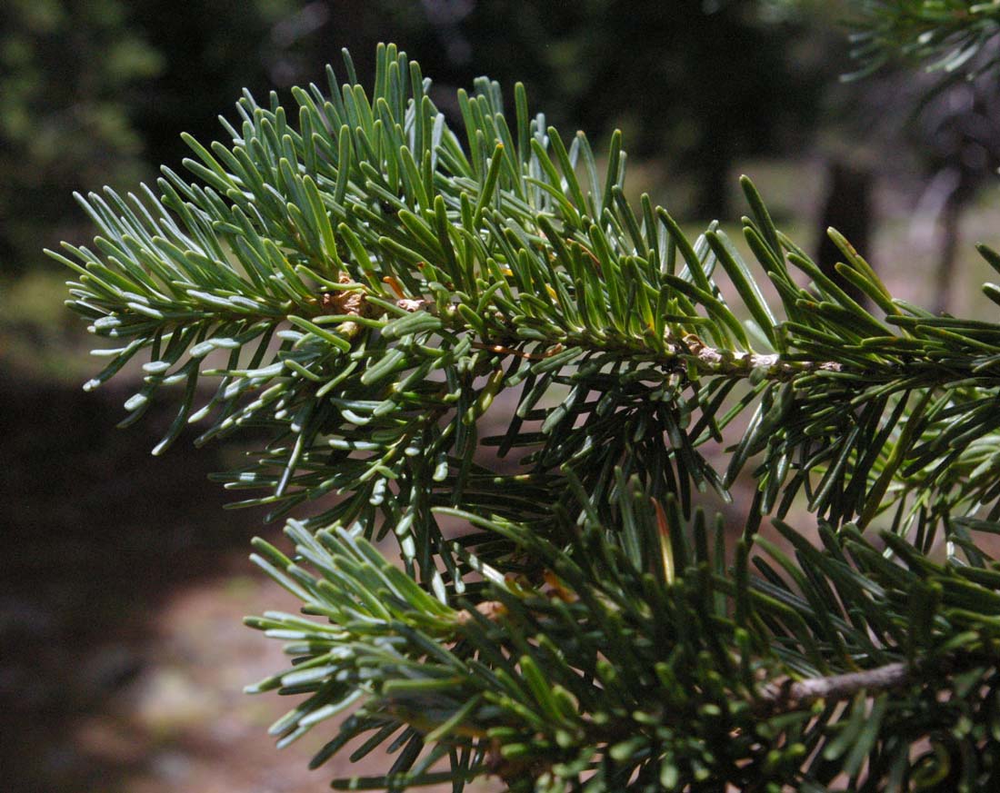 a close-up photo of a subalpine fir branch