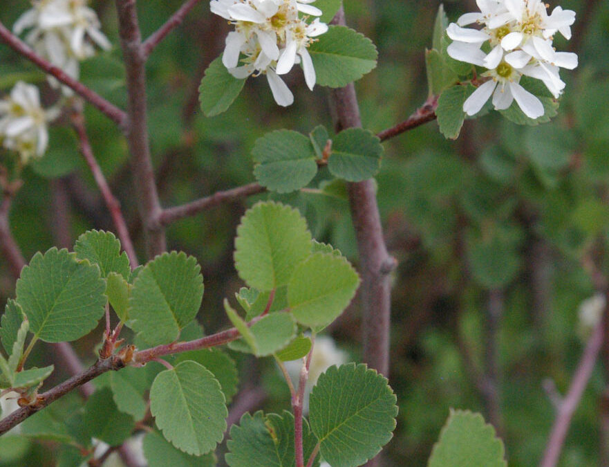 Serviceberry (Amelanchier alnifolia)